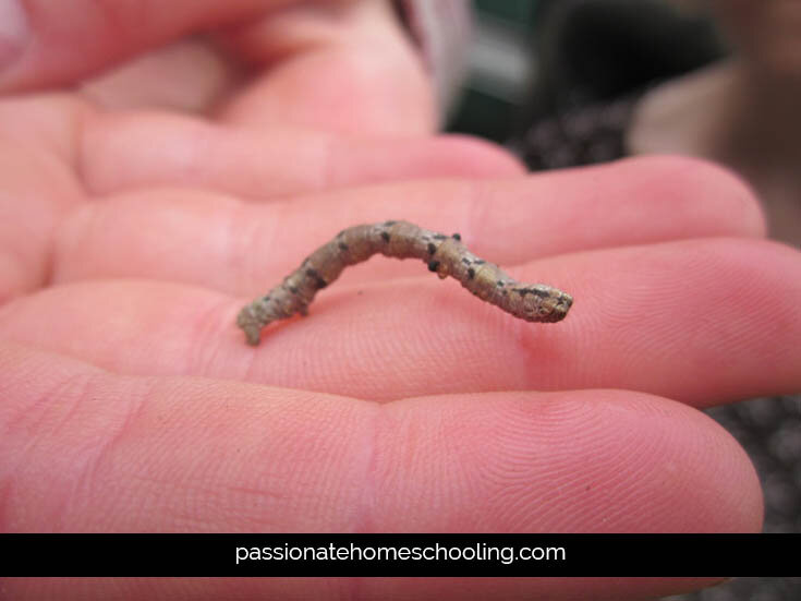 Nature Study Peppered Moth