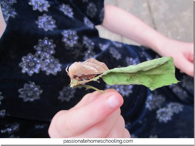 Tent Caterpillar & Lappet Moth Nature Study
