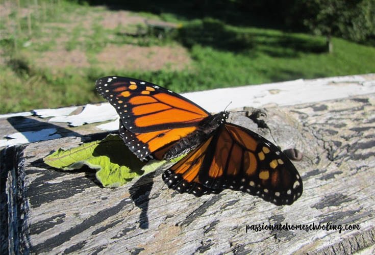 Raising Our Monarch Butterfly