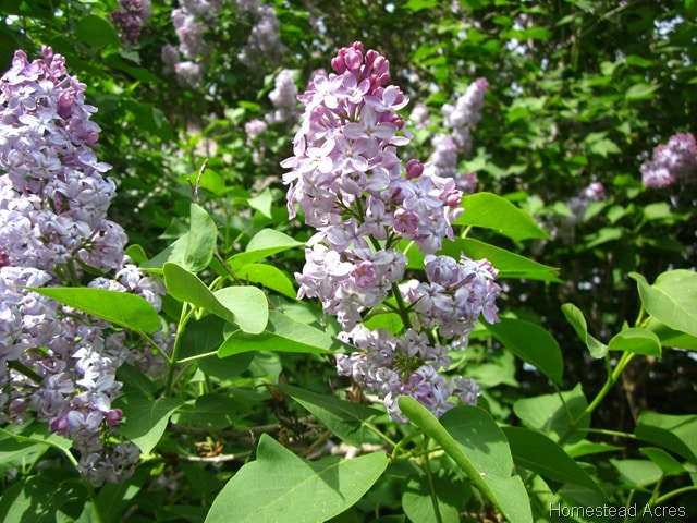Light Purple Lilac Flowers