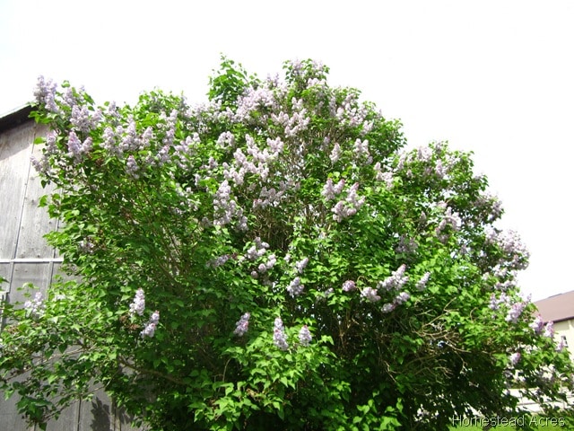 Lilac Bush Blooming