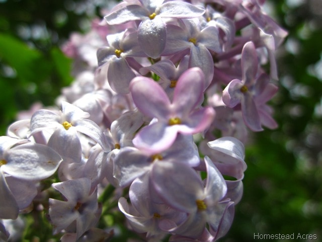 Lilac Flowers