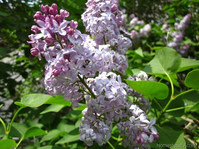 Pretty Lilac Flowers Blooming