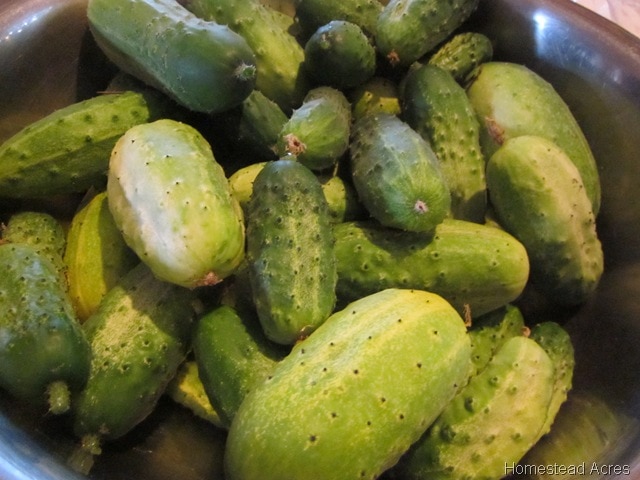 Cucumbers