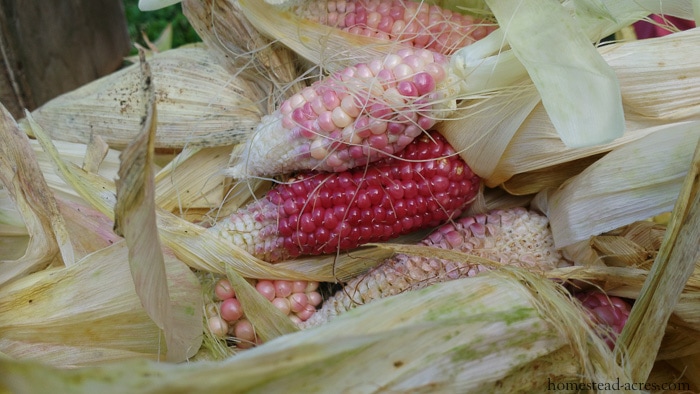 Pink Popcorn seeds