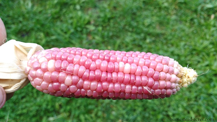 Growing Pink Popcorn