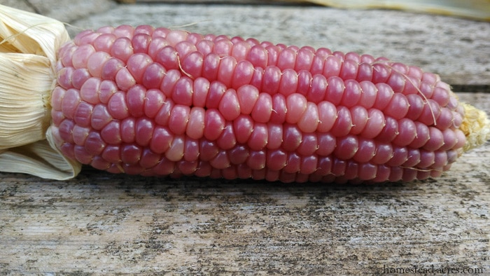 Growing Pink Popcorn
