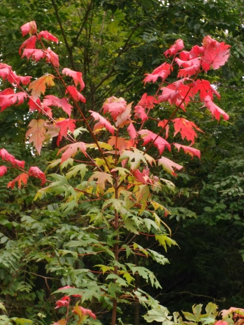 Leaves turning red on a maple tree.