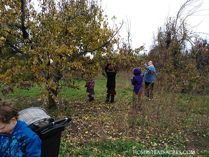 picking pears