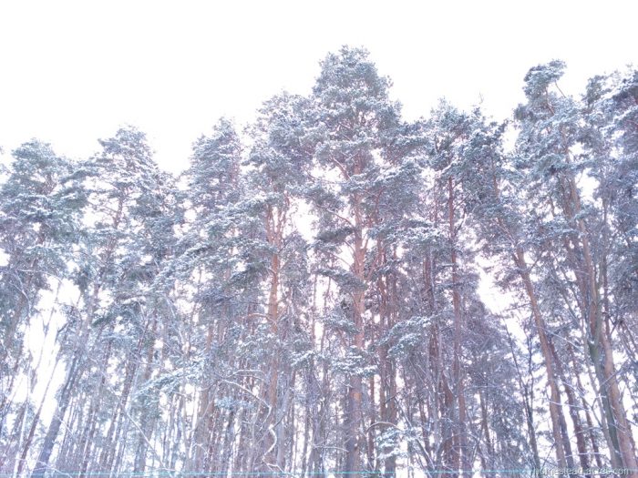 Fresh Snow On Pine Trees