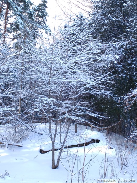 Fresh Snow On Trees