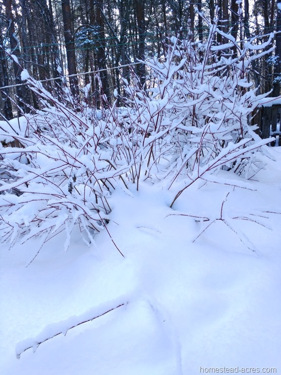 Fresh Snow