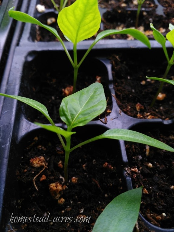 pepper seedlings