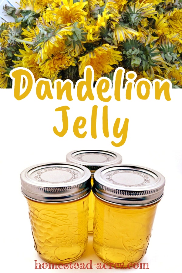 Dandelion Jelly text overlaid on a collage photo of dandelion flowers on the top and jars of jelly on the bottom.