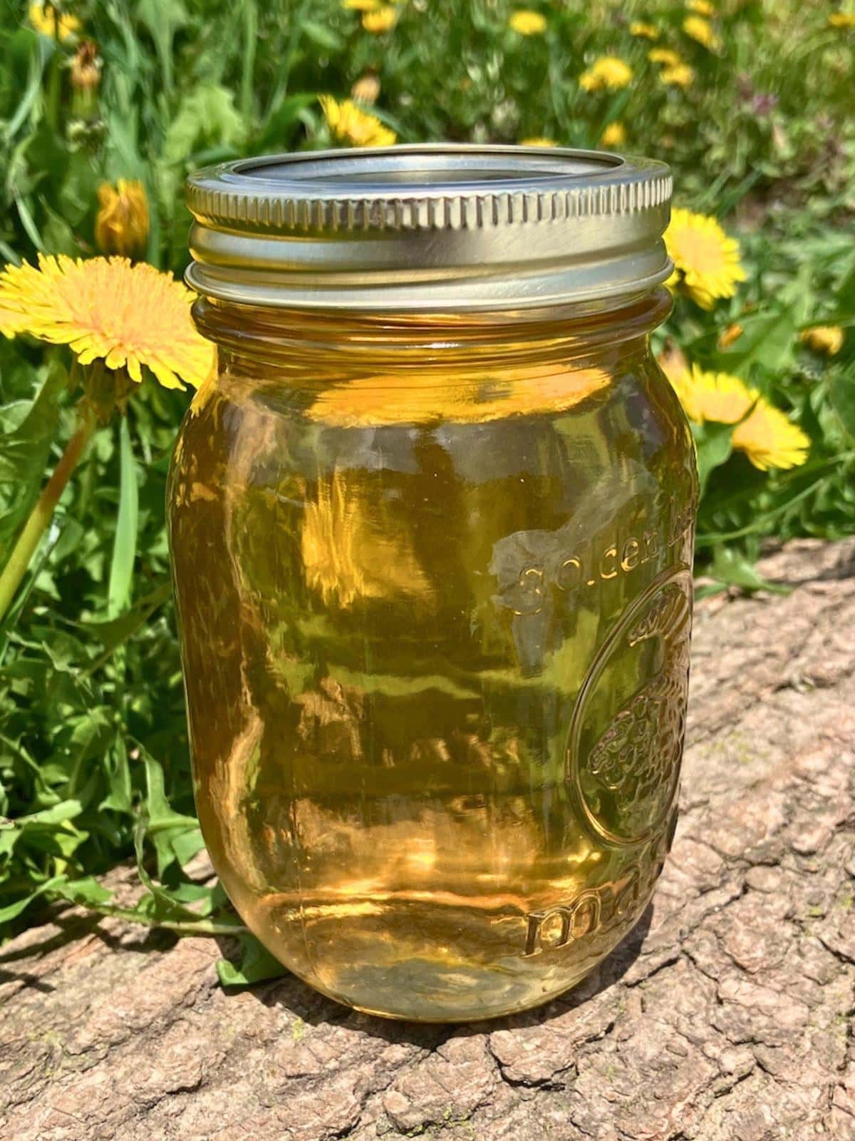 A pint jar of easy homemade dandelion jelly sitting on a log in a field of dandelion flowers.