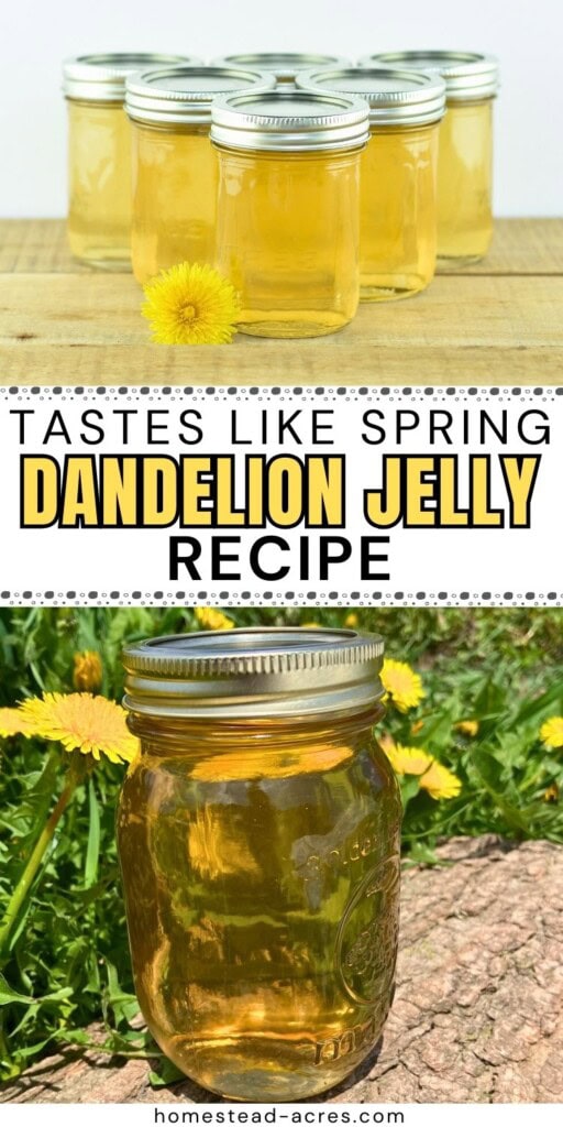 A collage of jars of dandelion jelly sitting on a table and outside with flowers. The text overlay says Taste Like Spring Dandelion Jelly Recipe.