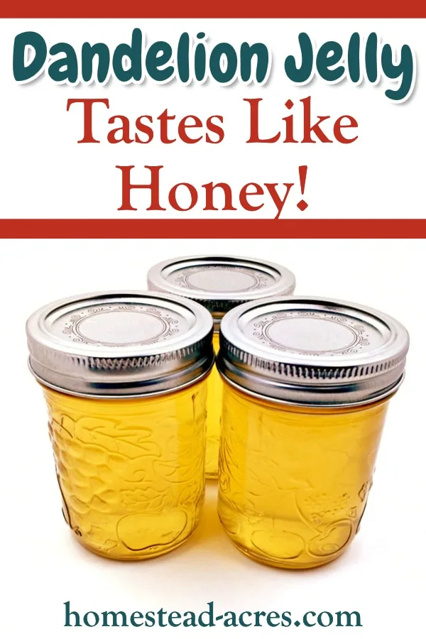 Dandelion Jelly Tastes Like Honey! text overlaid on a photo of 3 jars of jelly.
