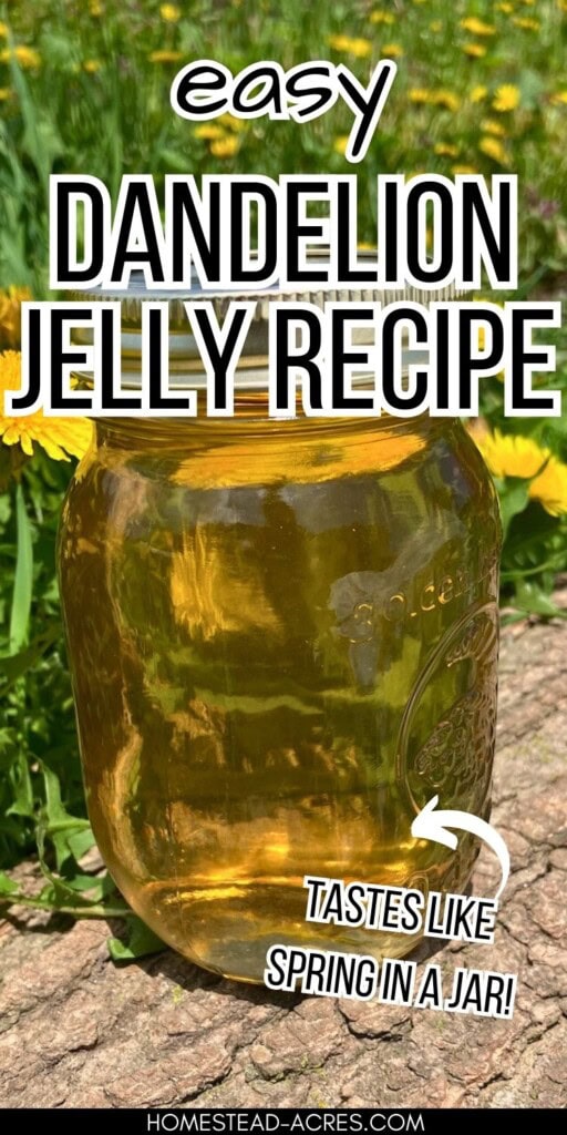 A mason jar of dandelion jelly sitting on a log in a field of dandelion flowers. The text overlay says Easy Dandelion Jelly Recipe Tastes Like Spring In A Jar.