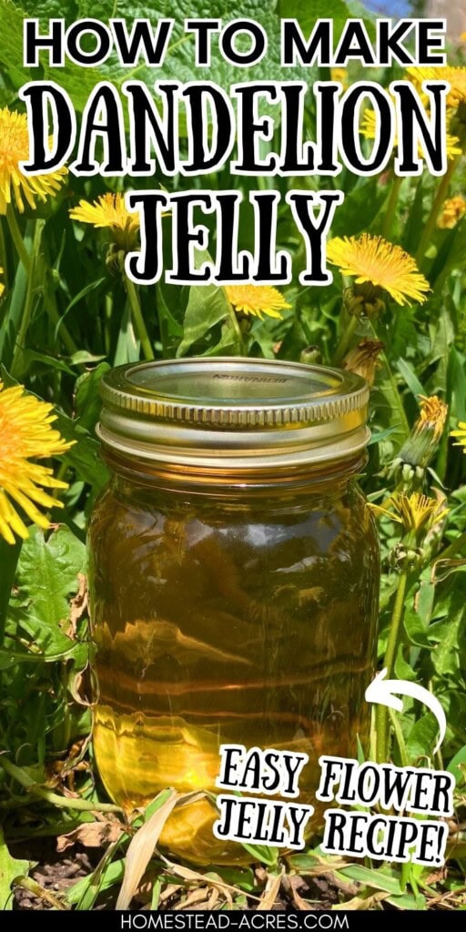 A jar of dandelion jelly sitting in a field of dandelion flowers. The text overlay says How To Make Dandelion Jelly Easy Flower Jelly Recipe!