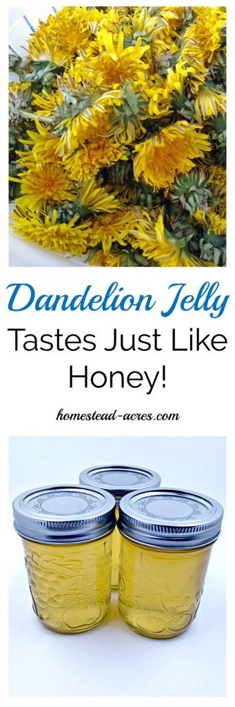 A collage of dandelion flowers and jars of jelly on a table. The text overlay says Dandelion Jelly Tastes Just Like Honey!