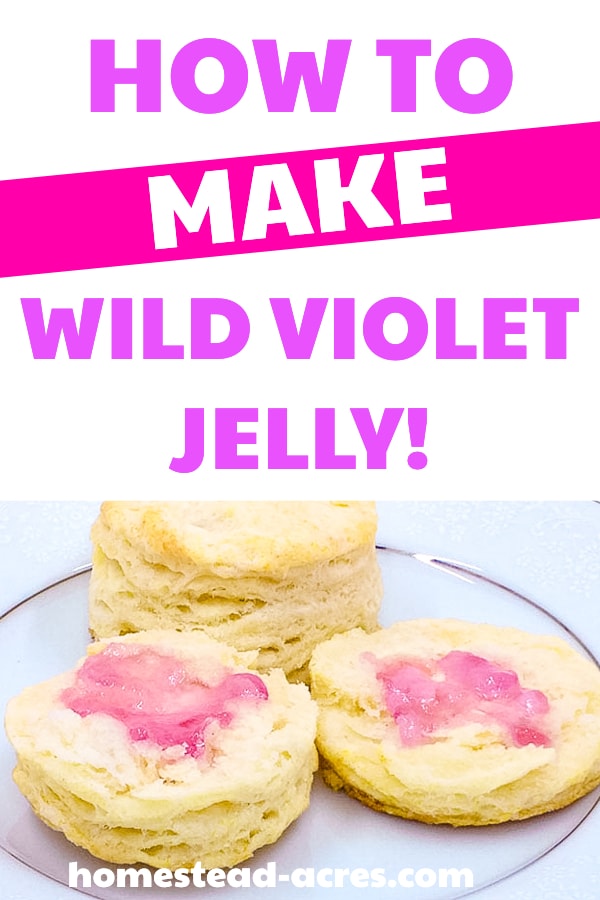 How To Make Wild Violet Jelly! text overlaid on a photo of biscuits spread with pink violet jelly