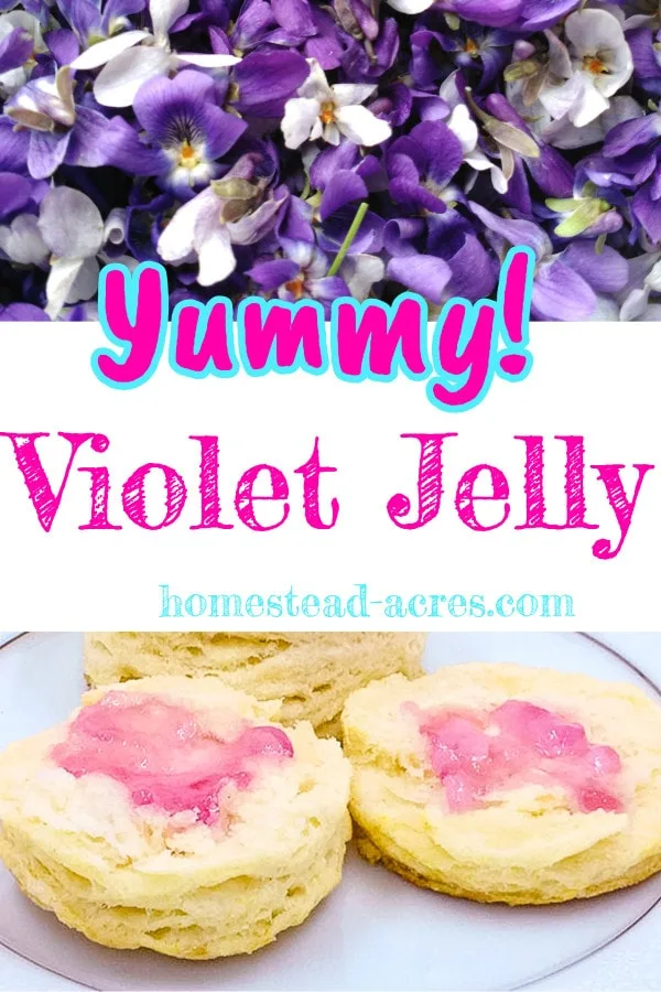Yummy wild violet jelly recipe