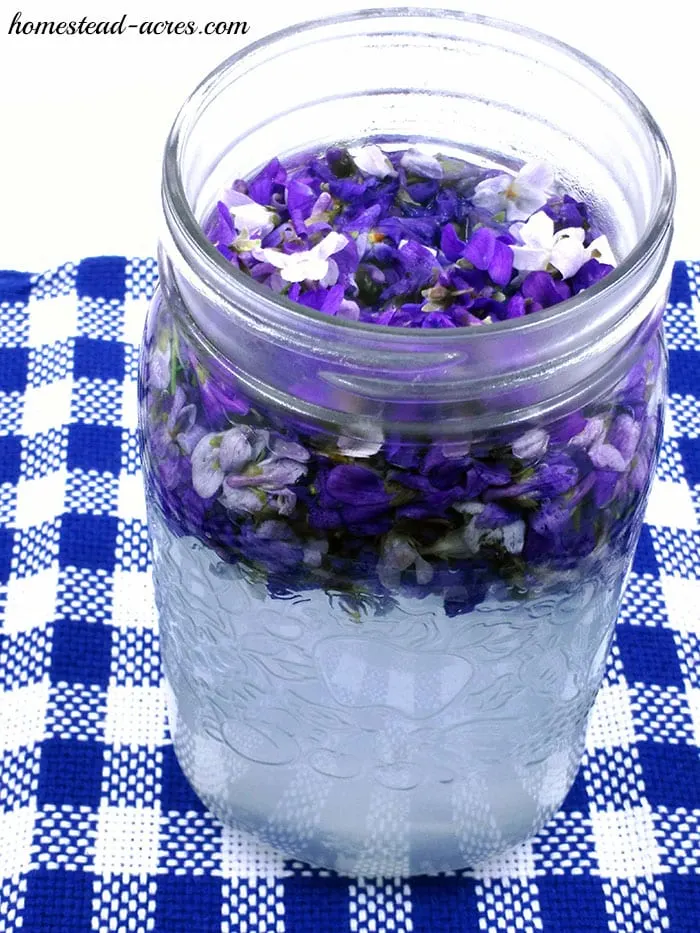 Making violet jelly by steeping the wild violet flowers in boiling water.
