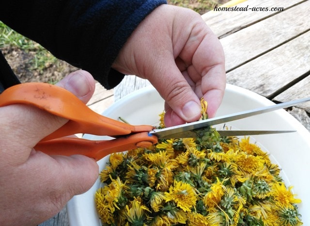 Cutting dandelion flowers.