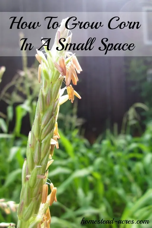 Yes you can grow corn in a small space! Try planting in using a square foot method. Don't miss planting tips for the Back to Eden garden method. | www.homestead-acres.com