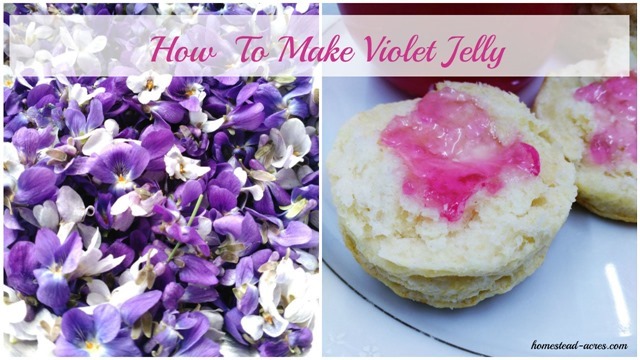 DIY Violet Jelly! This is the most amazing jelly! It taste just like spring. | www.homestead-acres.com