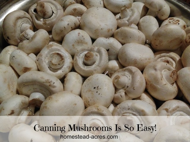 Soaking mushrooms in a large bowl. Text overlay says Canning Mushrooms Is So Easy!