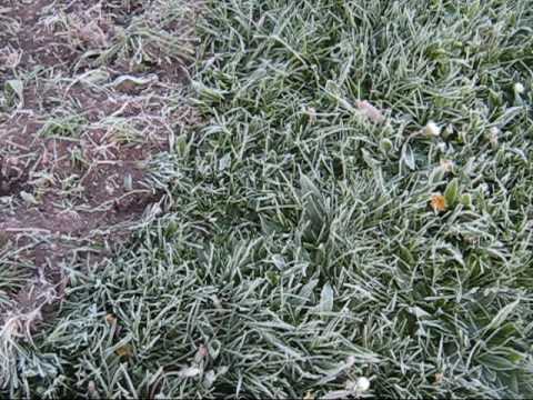 A Little Bit About Frost