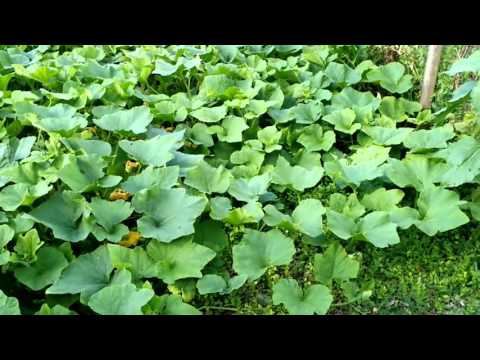 Butternut Squash Is Growing Like Crazy!