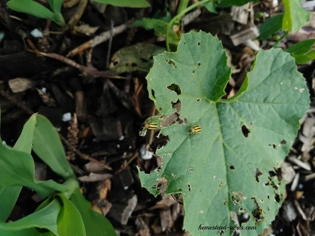 cucumber beetles eating leaves