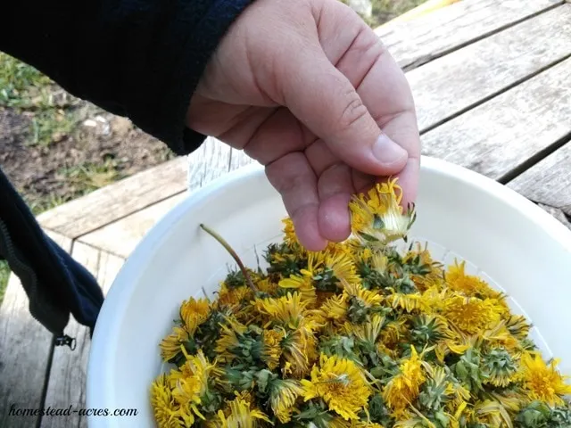 Removing the green part from dandelion flowers.