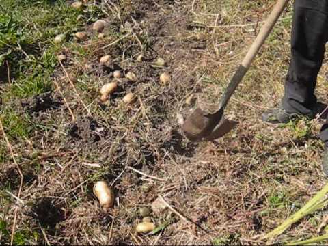 Harvesting Potatoes