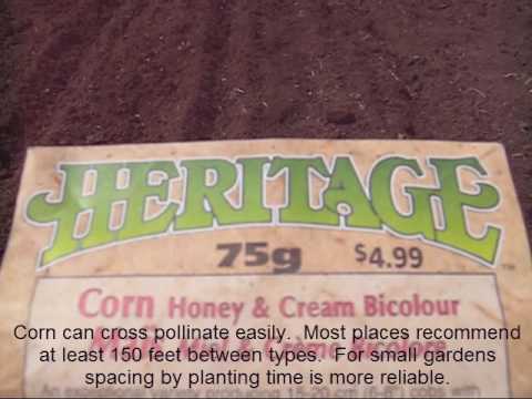 How To Plant Corn