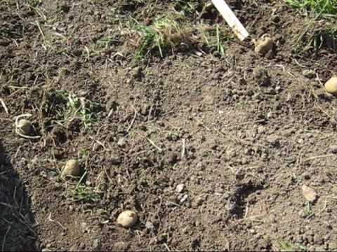How To Plant Potatoes