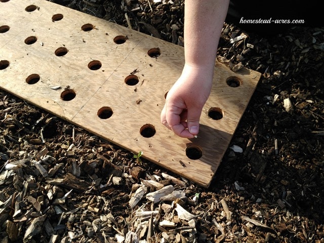 planting corn seed | www.homestead-acres.com