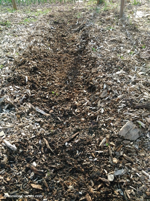 planting corn step 1 | www.homestead-acres.com