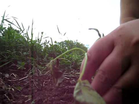 Planting Sweet Potatoes