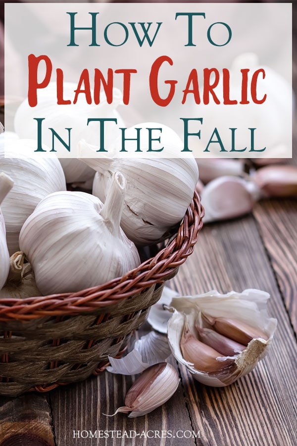 How To Plant Garlic In The Fall text overlaid on a photo of garlic in a wicker basket and a bulb open on the table beside it.