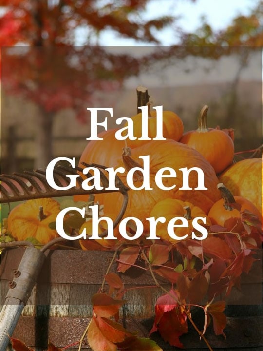 Text Fall Garden Chores overlaid on a photo of pumpkins sitting on a wooden barrel with a rake leaning against it.