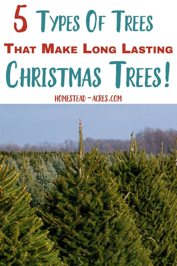 How To Make Your Christmas Tree Last Longer Homestead Acres