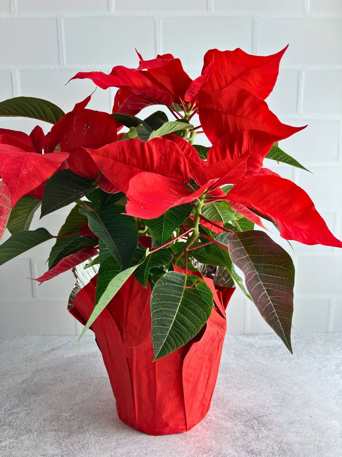 Red poinsettia with bright bracts and dark green leaves sits in a red wrapped pot against a white tile background. A healthy example for a guide on how to care for poinsettias year round.