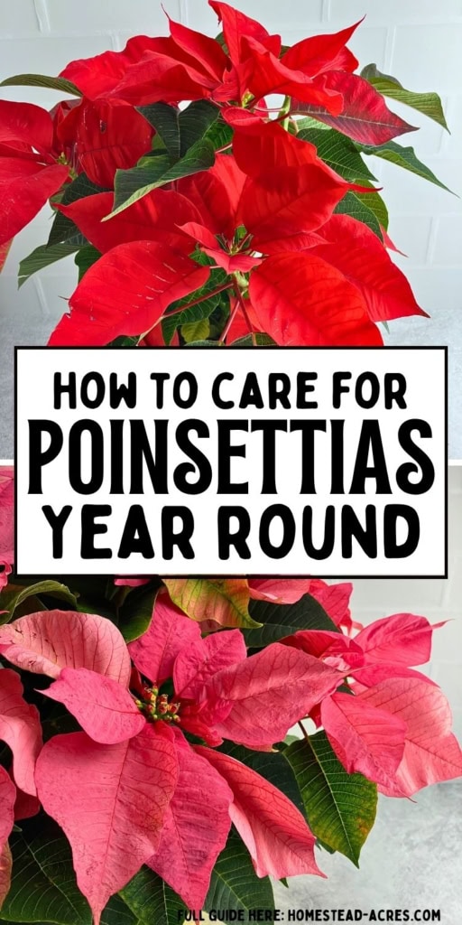 Red and pink poinsettias with colorful bracts and dark green leaves are shown against a white tiled background. Title text reads "HOW TO CARE FOR POINSETTIAS YEAR ROUND".