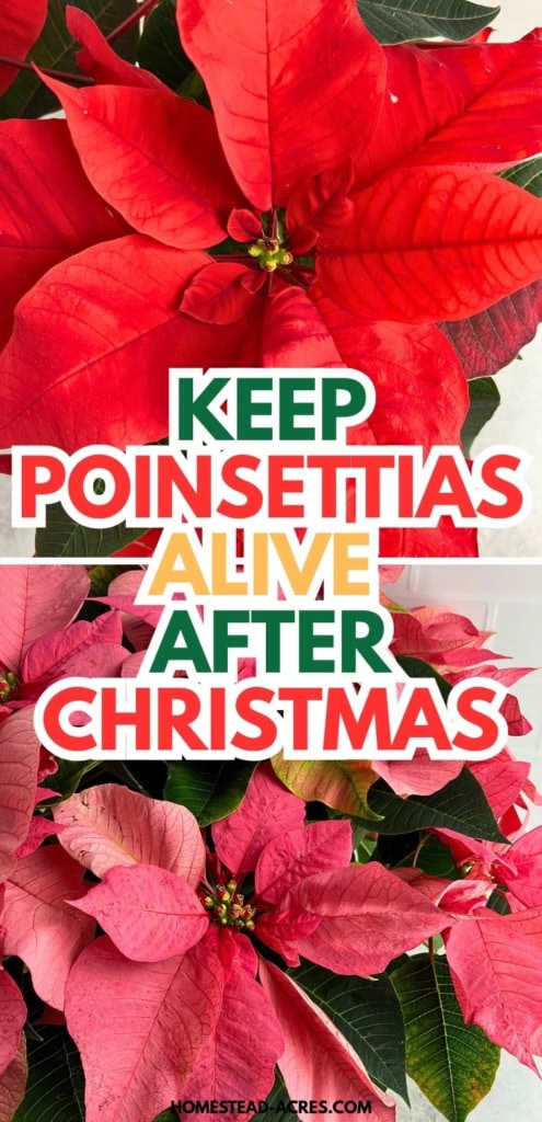 Close up red and pink poinsettias with colorful bracts and dark green leaves. Title text reads "KEEP POINSETTIAS ALIVE AFTER CHRISTMAS".