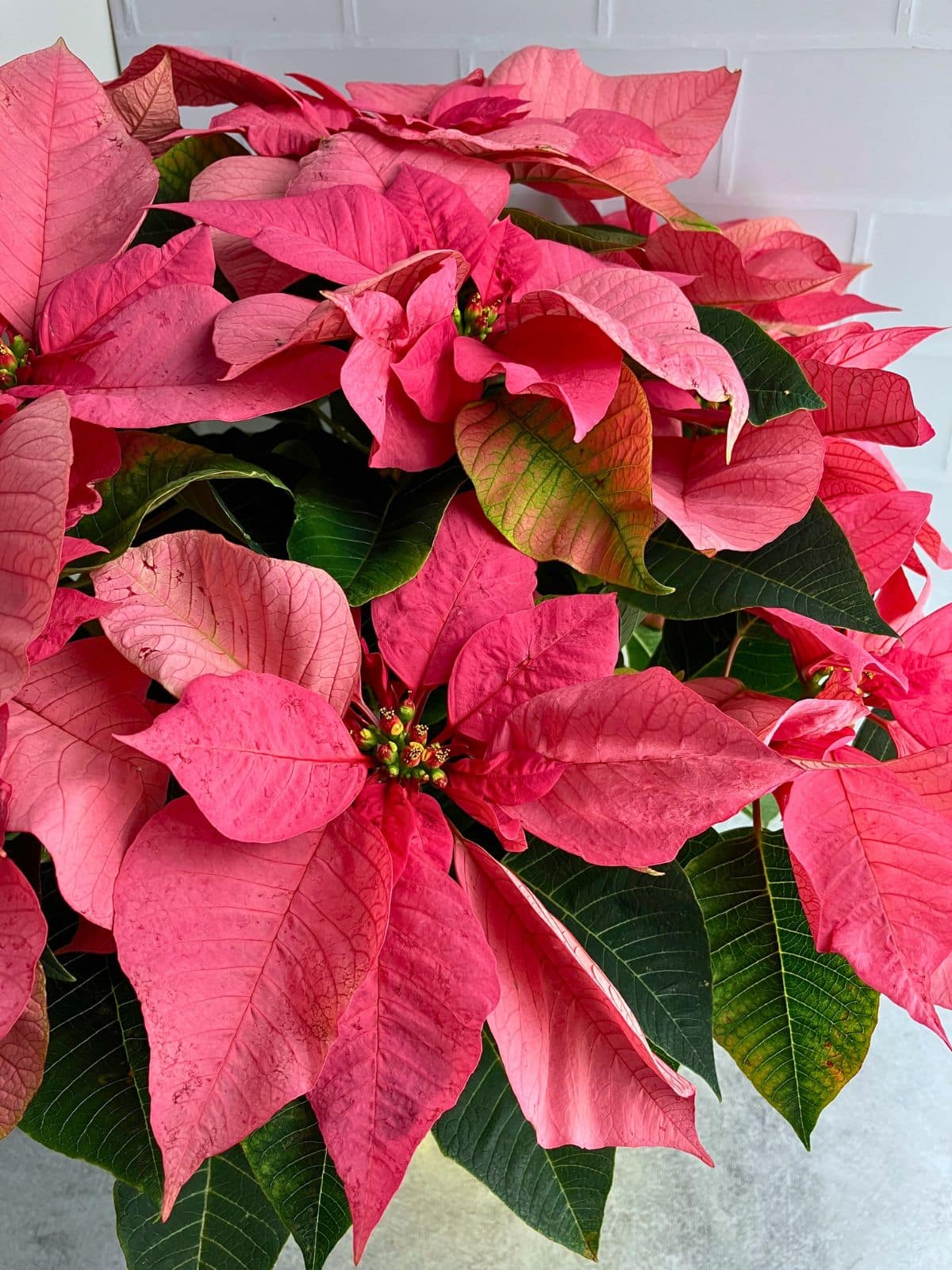 Close up of a pink poinsettia with layered rosy bracts surrounding small yellow green flowers and dark green leaves underneath. A colorful example for a guide on how to care for poinsettias year round.
