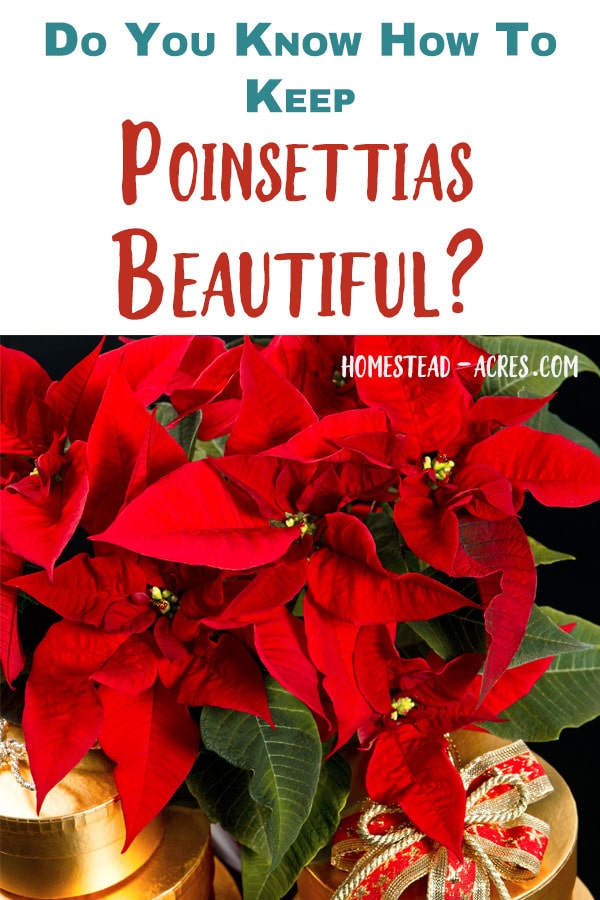 How To Care For Poinsettias Year Round Homestead Acres