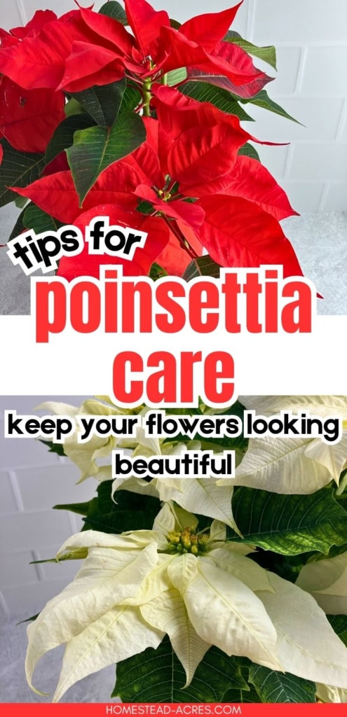 Red and white poinsettias with colorful bracts and dark green leaves are shown together. Title text reads "tips for poinsettia care keep your flowers looking beautiful".
